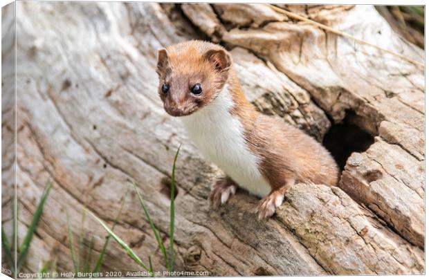 'Captivating Glimpse into a Weasel's World' Canvas Print by Holly Burgess