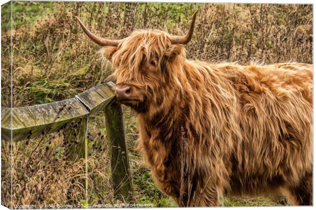 Highland Cattle, derbyshire  Canvas Print by Holly Burgess