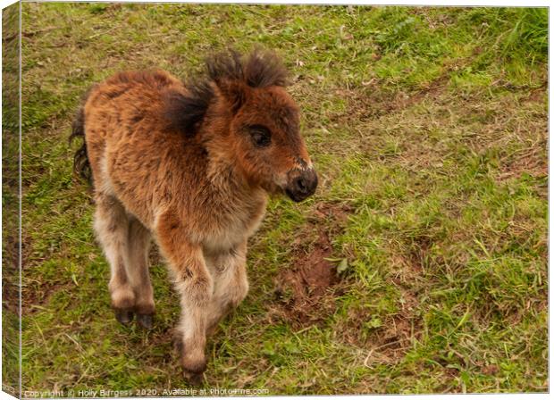 Miniature Pony,  Canvas Print by Holly Burgess