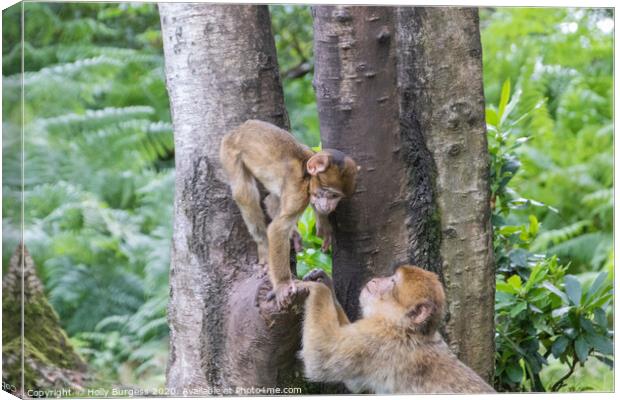 Nurturing Bonds in the Primate World Canvas Print by Holly Burgess