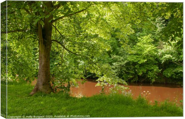 River, Eden, Appleby Cumbria  Canvas Print by Holly Burgess