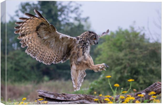 European Eagle owl landing in the meadow  Canvas Print by Holly Burgess
