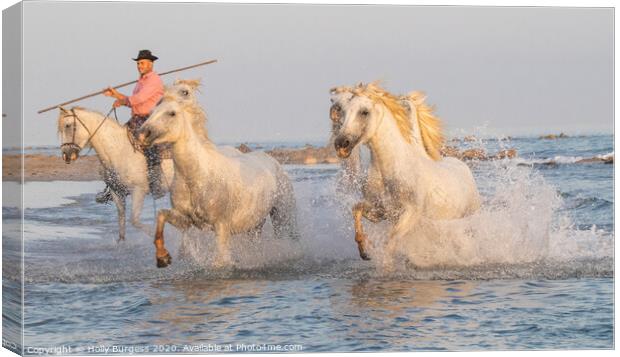 Camargue White horse, with thier Guardian in Southern France  Canvas Print by Holly Burgess