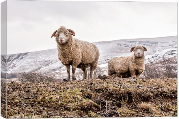 Derbyshire sheep hills of edale A herd of sheep st Canvas Print by Holly Burgess