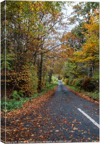 Kielder Forest Drive way in Autumn Northumberland  Canvas Print by Holly Burgess