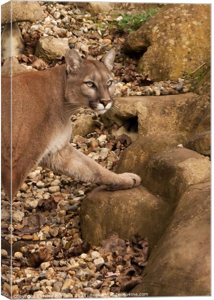 Stalking Puma: Wilderness' Silent Hunter Canvas Print by Holly Burgess