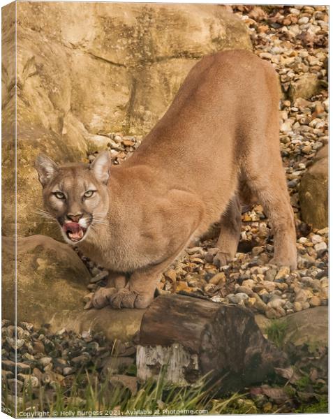 'Cougar's Commanding Stance' wild cat Canvas Print by Holly Burgess