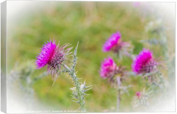 Scottish Thistle, found in most countries all over the world  Canvas Print by Holly Burgess