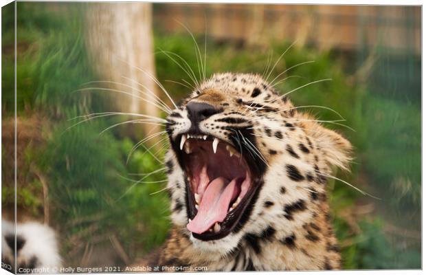 Youthful Leopard's Endearing Call Canvas Print by Holly Burgess