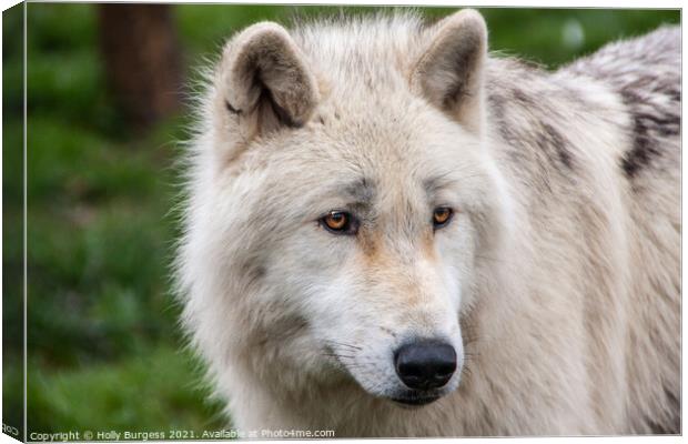 Arctic Wolf's Intense Gaze Canvas Print by Holly Burgess