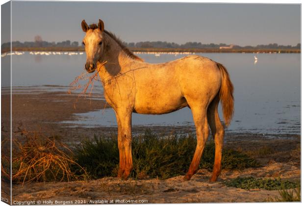 Camargue Horse, one of the foals belonging to the white horse  Canvas Print by Holly Burgess