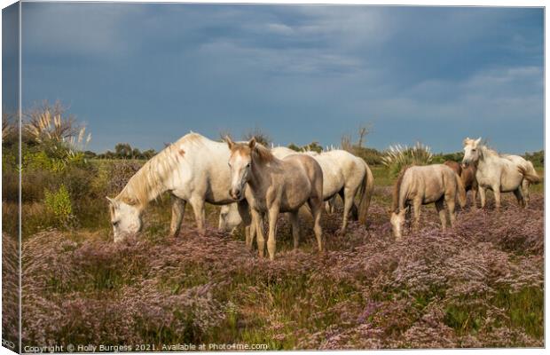 Timeless Elegance of Camargue's White Horses Canvas Print by Holly Burgess