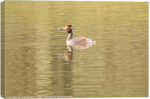 'British Grebe: An Ornithological Marvel' Canvas Print by Holly Burgess