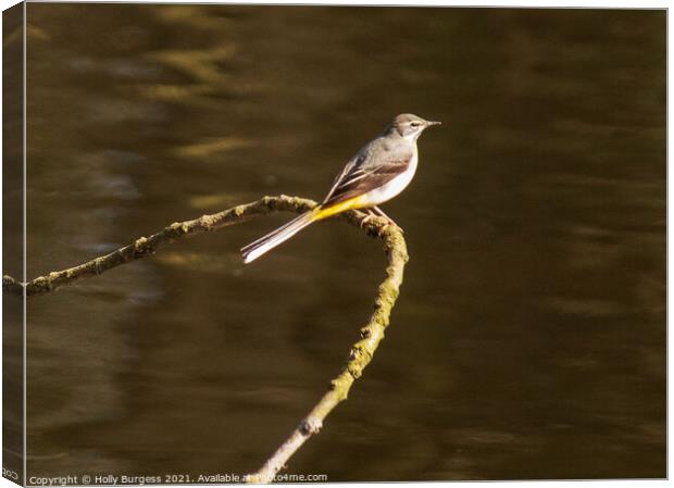 Graceful Grey Wagtail Dominates River Scene Canvas Print by Holly Burgess