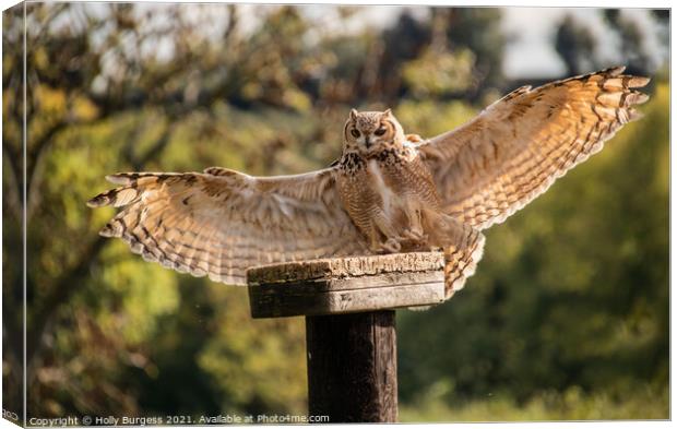 Eagle Owl  Canvas Print by Holly Burgess