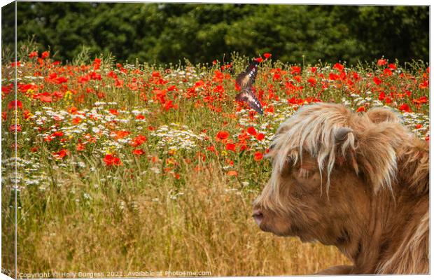 Highland Cattle in a field of Poppies  Canvas Print by Holly Burgess