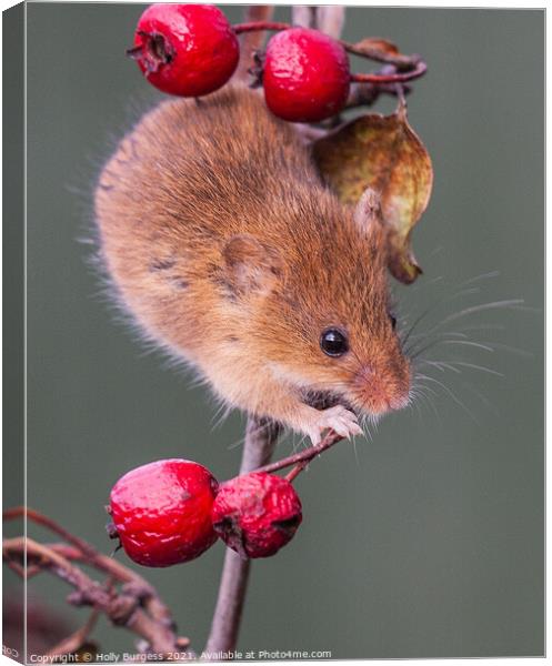 'The Graceful Harvest Mouse: An Enchanting Portrai Canvas Print by Holly Burgess