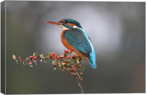 Female Kingfisher  Canvas Print by Stephen Herrell