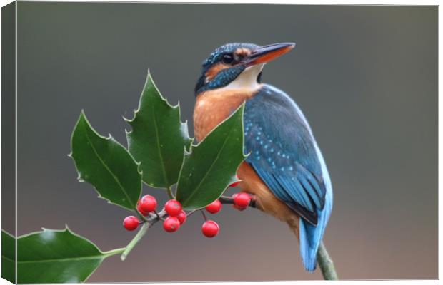 Christmas kingfisher  Canvas Print by Stephen Herrell