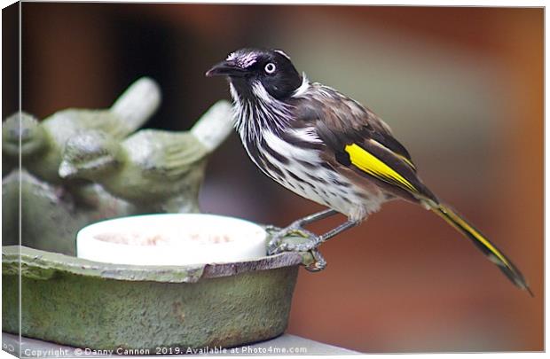 Honey Eater Canvas Print by Danny Cannon