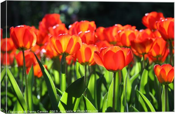 Morning light on the tulips Canvas Print by Danny Cannon