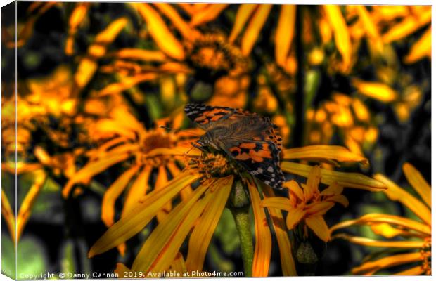 Orange  Canvas Print by Danny Cannon