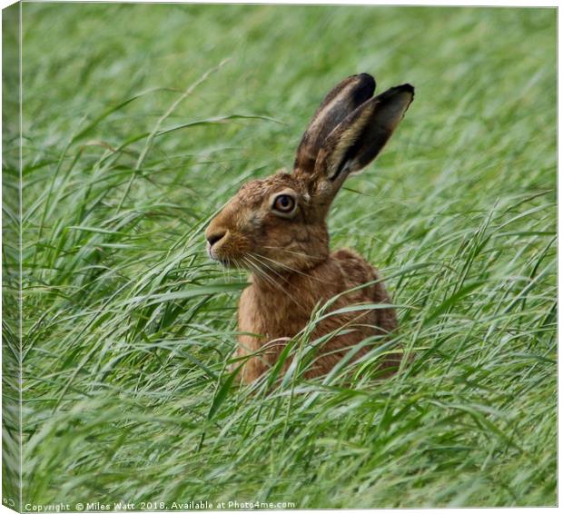 Inquisitive Hare Canvas Print by Miles Watt