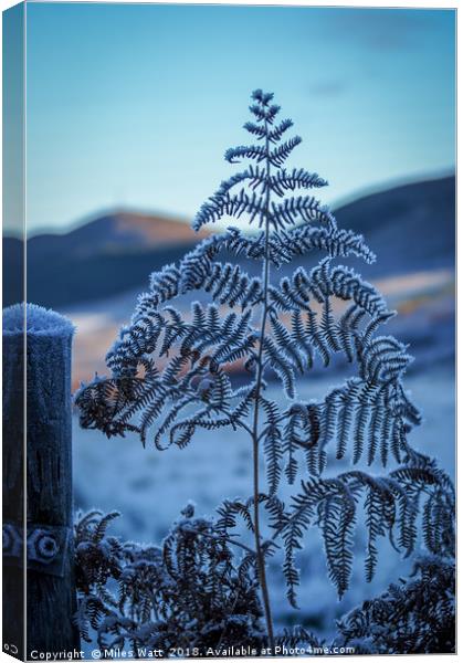 Highland Hoarfrost Canvas Print by Miles Watt