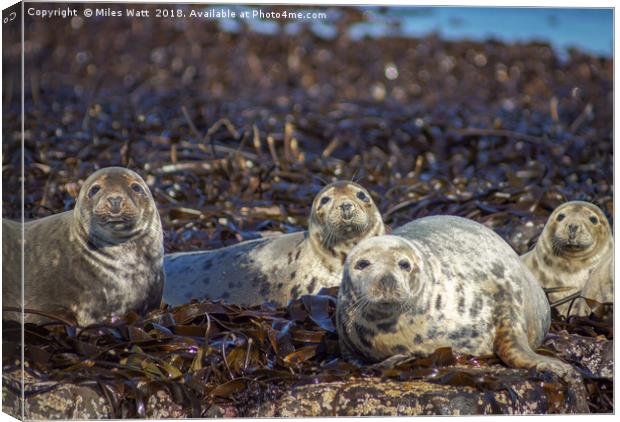 The Eyes Have It! Canvas Print by Miles Watt