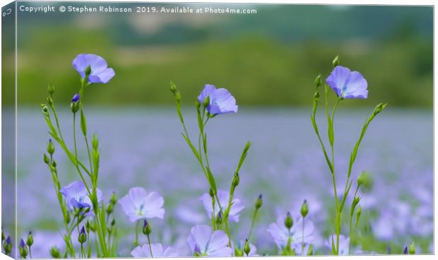 Three pretty blue flax flowers in an English field Canvas Print by Stephen Robinson