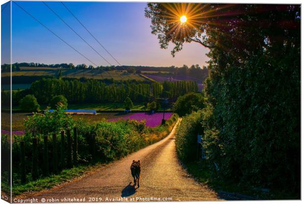 The Lavender Road Canvas Print by robin whitehead