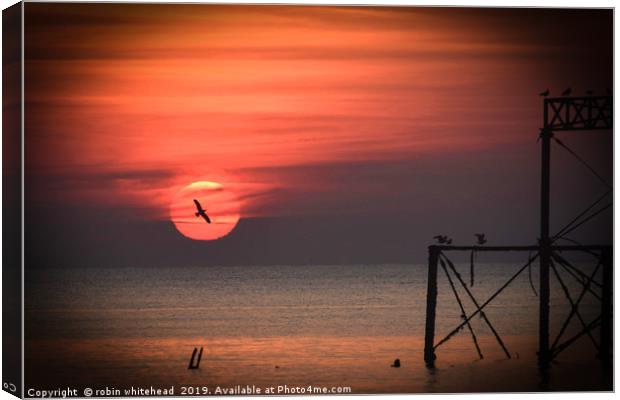 Seagull in the Sunset Canvas Print by robin whitehead