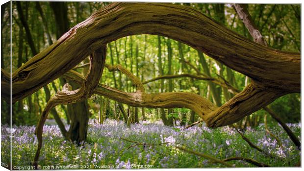 Spring in Woodland Canvas Print by robin whitehead