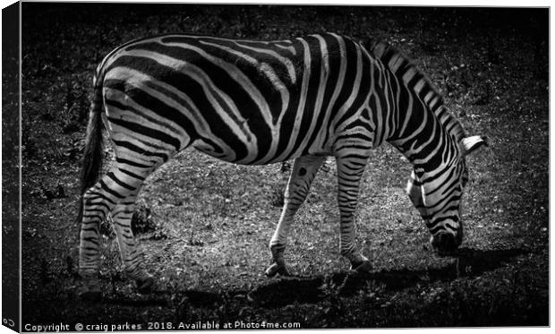 Amazing Zebra Canvas Print by craig parkes