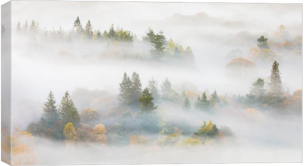 Trees in the mist Canvas Print by Tony Higginson