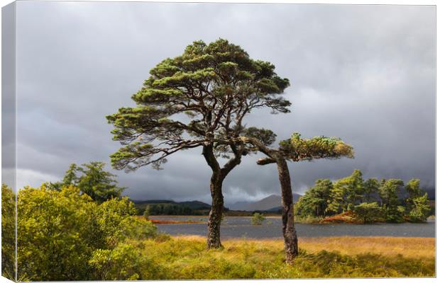 Scots Pines Loch Tulla Canvas Print by Tony Higginson