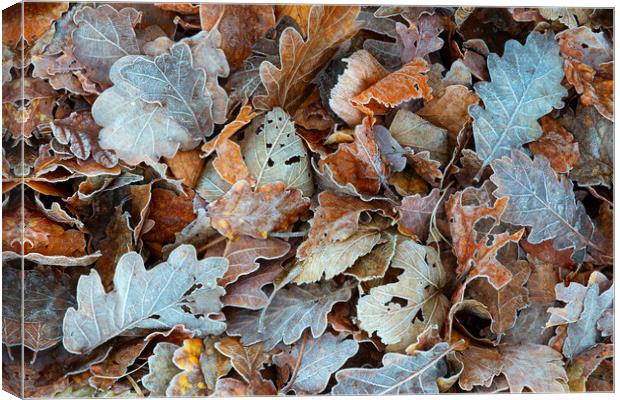 Autumnal leaves in the Lakes Canvas Print by Tony Higginson