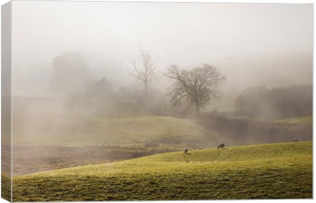 Lakeland sheep in the mist Canvas Print by Tony Higginson