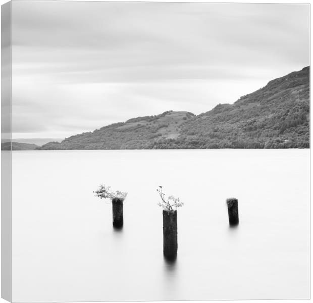 Loch Lomond jetty stumps Canvas Print by Tony Higginson
