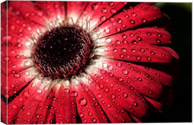 Water droplets on a flower Canvas Print by James Daniel