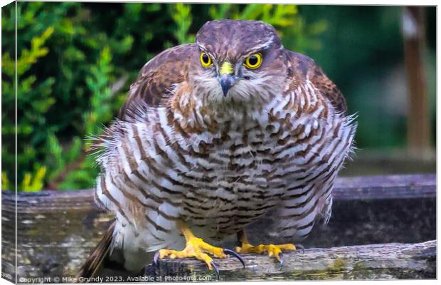 Sparrowhawk Stare Canvas Print by Mike Grundy