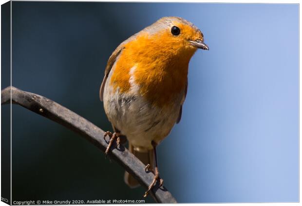 Inquisitive Robin Canvas Print by Mike Grundy