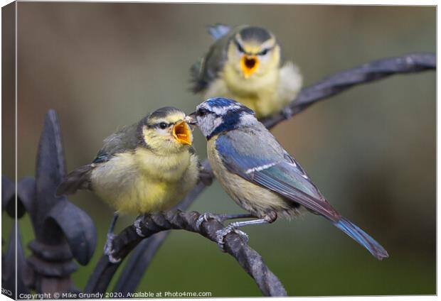 Blue Tits feeding young Canvas Print by Mike Grundy