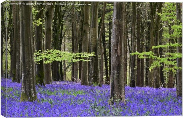 Bluebell Woods Canvas Print by Gillian Thomas