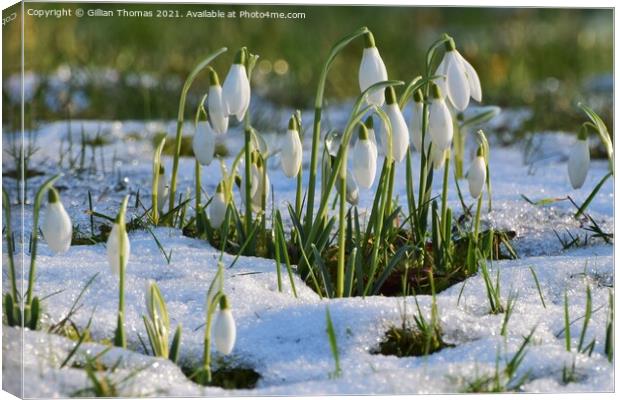Snowdrops in the snow Canvas Print by Gillian Thomas