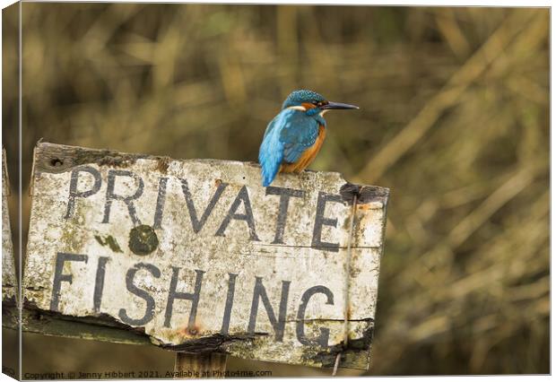 Kingfisher perched on sign  Canvas Print by Jenny Hibbert