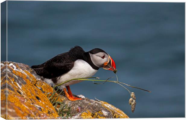 Puffin trying to pull out grass for nest Canvas Print by Jenny Hibbert