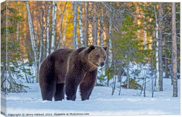 Brown bear pausing as leaving forest, Finland Canvas Print by Jenny Hibbert
