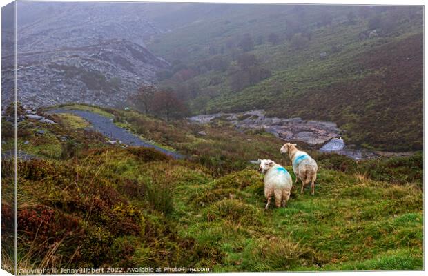 Sheep looking down to Penmachno Quarry, Betws-y-Coed Canvas Print by Jenny Hibbert