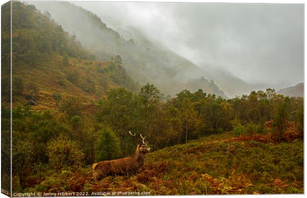 Young Stag in Glen Nevis Highlands of Scotland Canvas Print by Jenny Hibbert